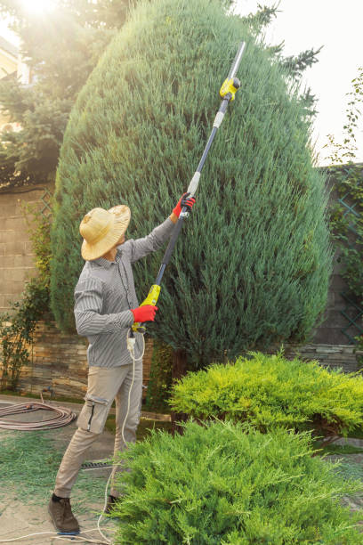 Best Local Tree Services  in Norton, KS